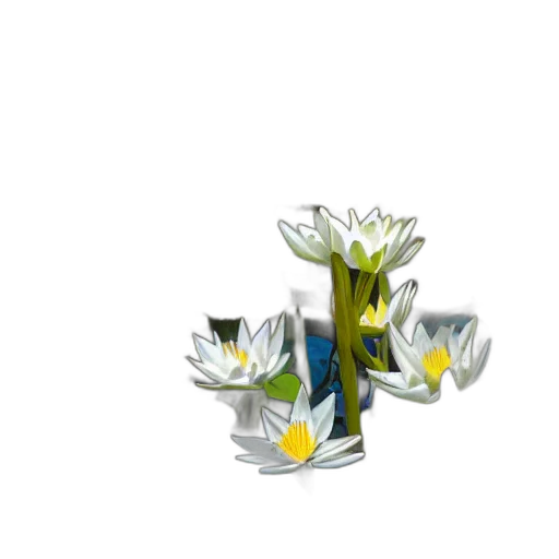 flower, crown, jewelry, furniture transparent PNG cut-out
