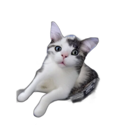 animal, staff, creature, hat transparent PNG cut-out