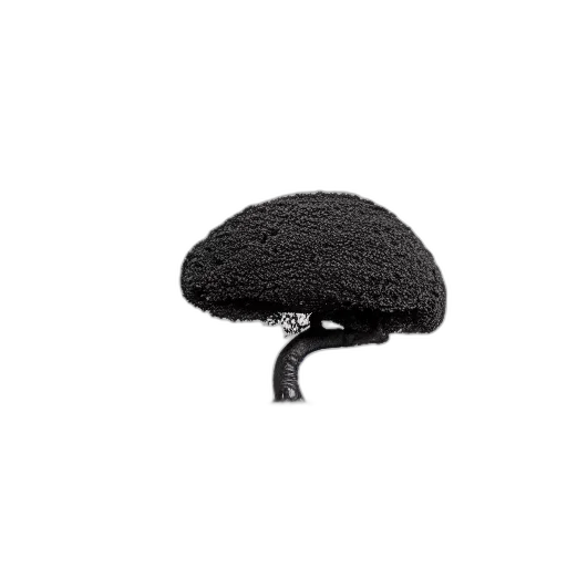 hat, crown, hair, umbrella, 3d render, photorealistic, award, winning transparent PNG cut-out