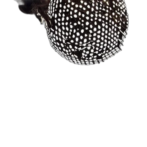 hat, mask, jewelry, crown transparent PNG cut-out