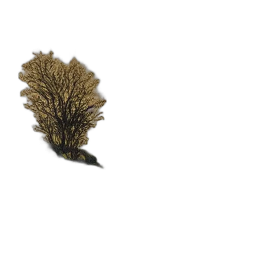 hair, tree, crown, hat transparent PNG cut-out