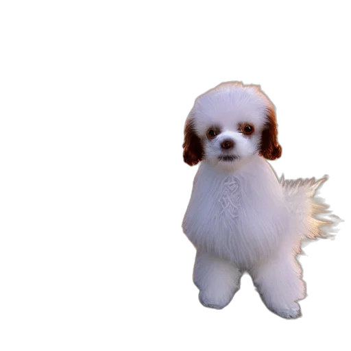 animal, creature, staff, hair transparent PNG cut-out