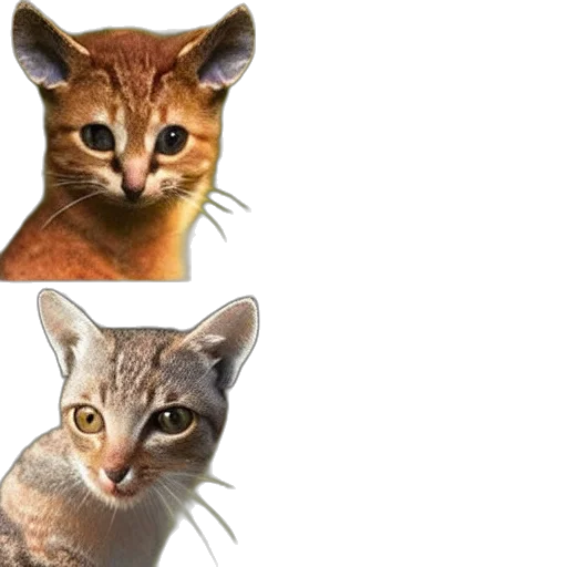 animal, face, photorealistic, 3d render transparent PNG cut-out