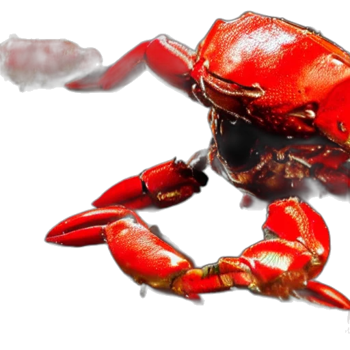 animal, creature, food, weapon transparent PNG cut-out