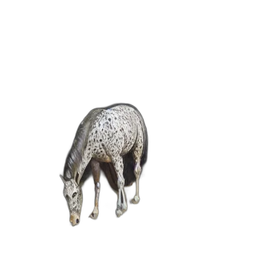 animal, jewelry, creature, furniture transparent PNG cut-out