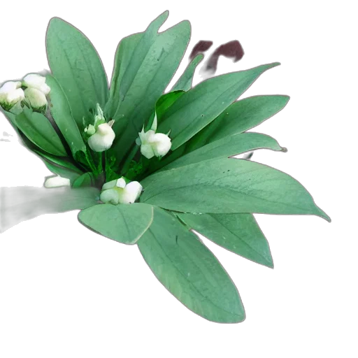 flower, crown, jewelry, 3d render, photorealistic, green transparent PNG cut-out