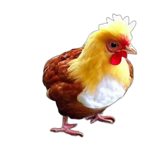 animal, food, creature, dress transparent PNG cut-out