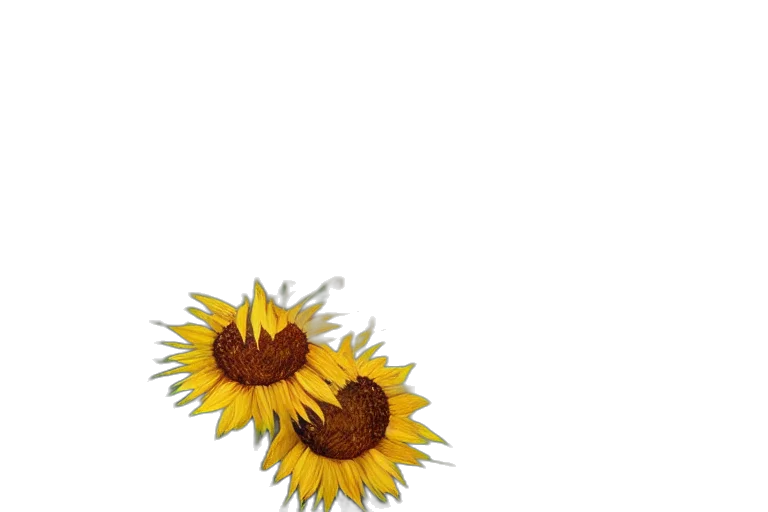 flower, crown, jewelry, dress, photorealistic, 3d render, watercolor, oil painting transparent PNG cut-out