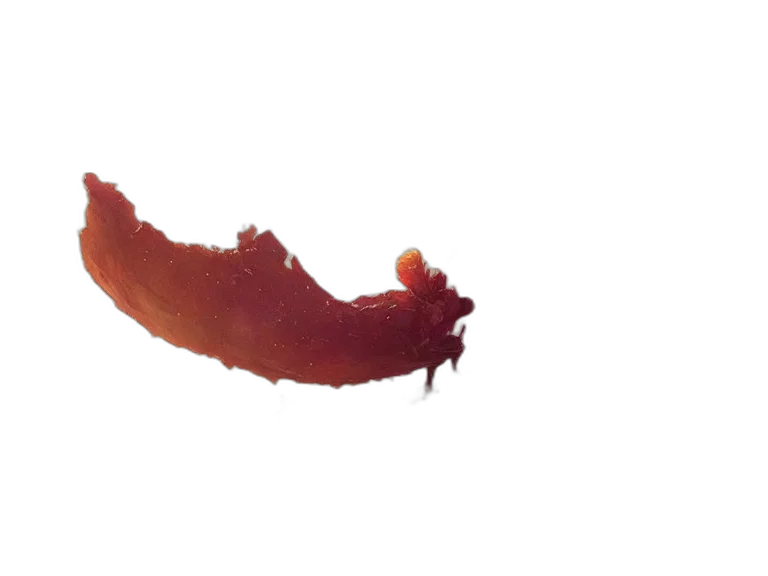 food, dragon, animal, creature transparent PNG cut-out