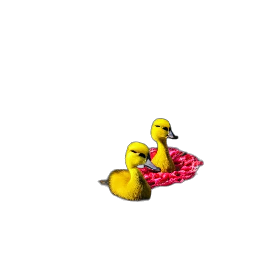 food, animal, shoes, creature transparent PNG cut-out