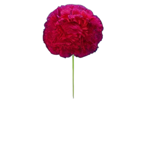 flower, crown, umbrella, weapon, photorealistic, pixel art, 3d render, red transparent PNG cut-out
