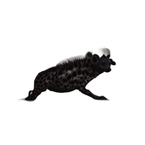 animal, creature, hair, dragon transparent PNG cut-out