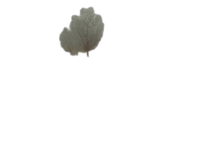 tree, flower, hat, crown transparent PNG cut-out