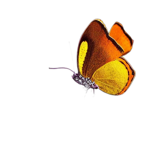 flower, animal, crown, jewelry transparent PNG cut-out