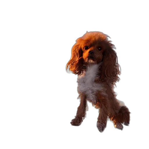 animal, creature, hair, staff, 3d render, photorealistic, concept art, closeup transparent PNG cut-out