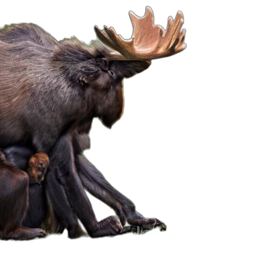 animal, creature, crown, dragon, concept art, photorealistic, photo, moose transparent PNG cut-out