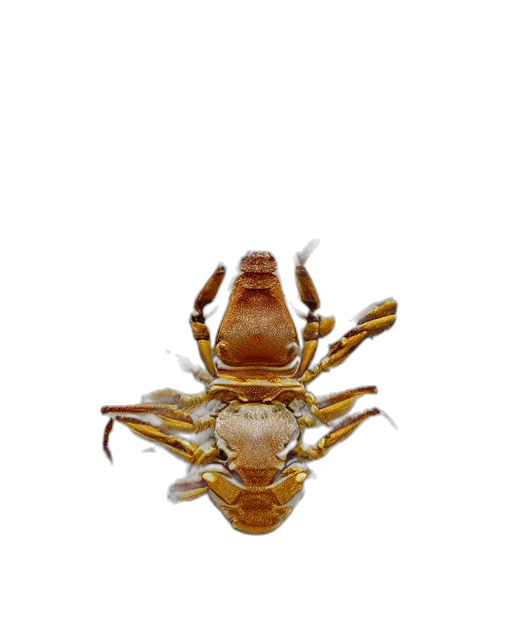 animal, creature, crown, face transparent PNG cut-out