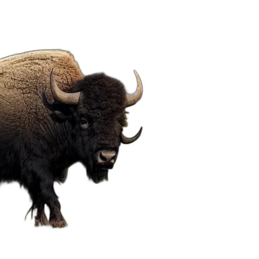 animal, buffalo, eating, hamburger transparent PNG cut-out