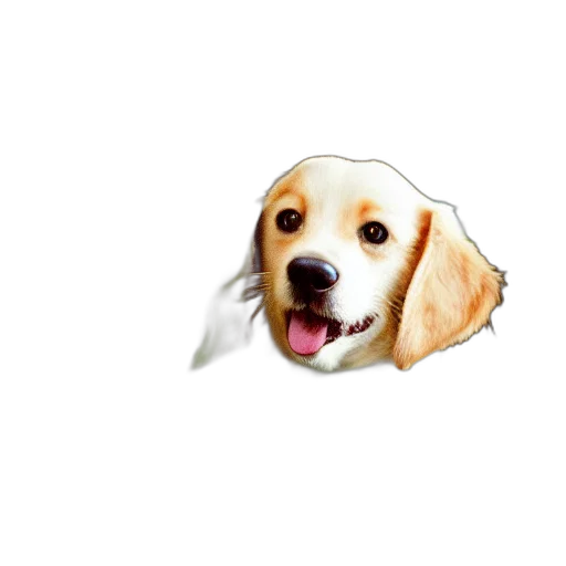 animal, creature, hat, food transparent PNG cut-out