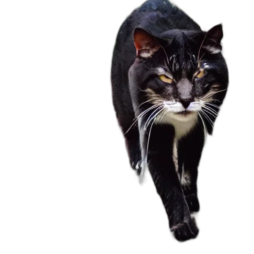 animal, jacket, creature, staff transparent PNG cut-out