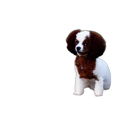animal, staff, creature, hair transparent PNG cut-out