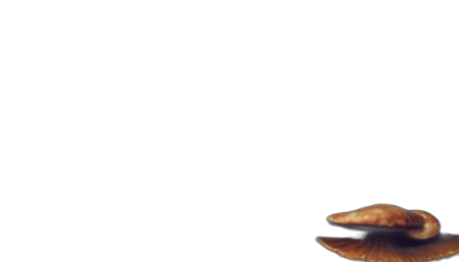shoes, furniture, hat, staff, photorealistic, 3d render, concept art, earth tones transparent PNG cut-out