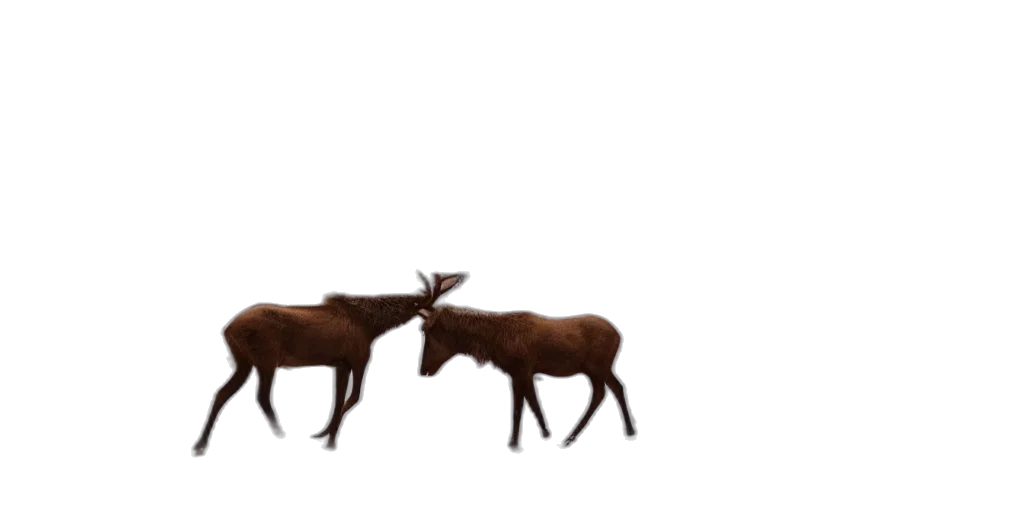 animal, creature, furniture, hair transparent PNG cut-out