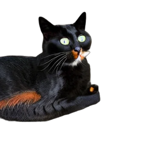 animal, creature, staff, hat transparent PNG cut-out
