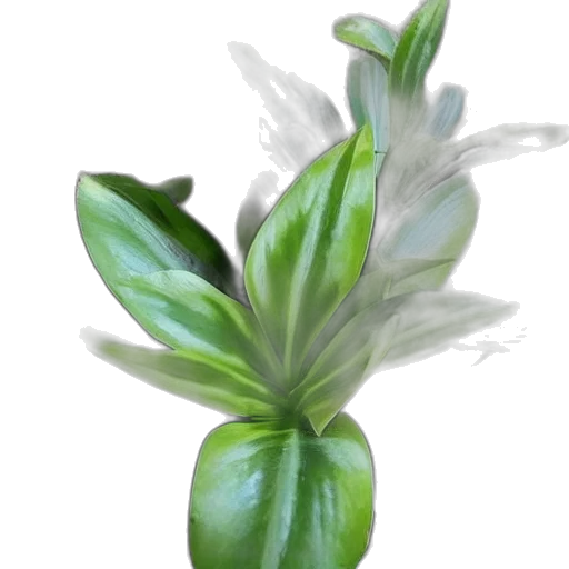flower, crown, hair, staff, photorealistic, 3d render, oil painting, concept art transparent PNG cut-out