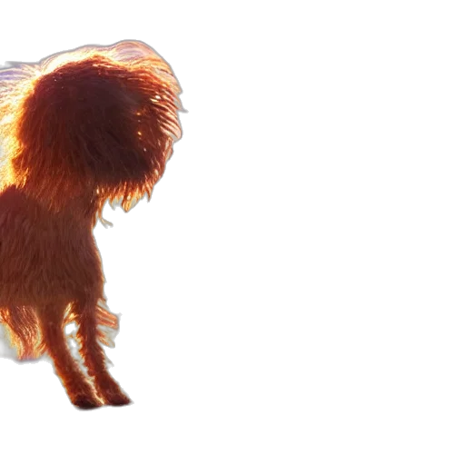 animal, hair, creature, staff transparent PNG cut-out