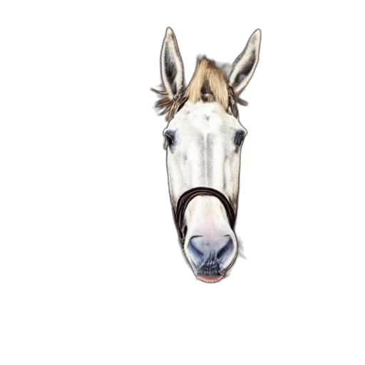 animal, mask, face, hat transparent PNG cut-out