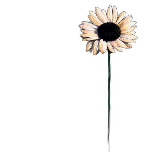 flower, staff, umbrella, weapon transparent PNG cut-out
