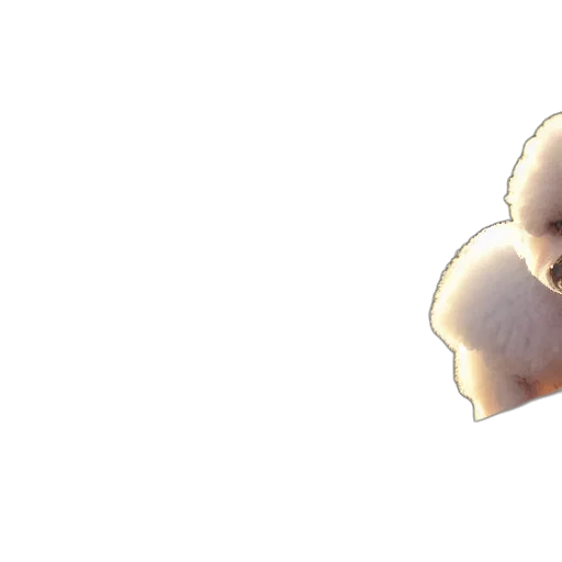 animal, flower, creature, crown transparent PNG cut-out