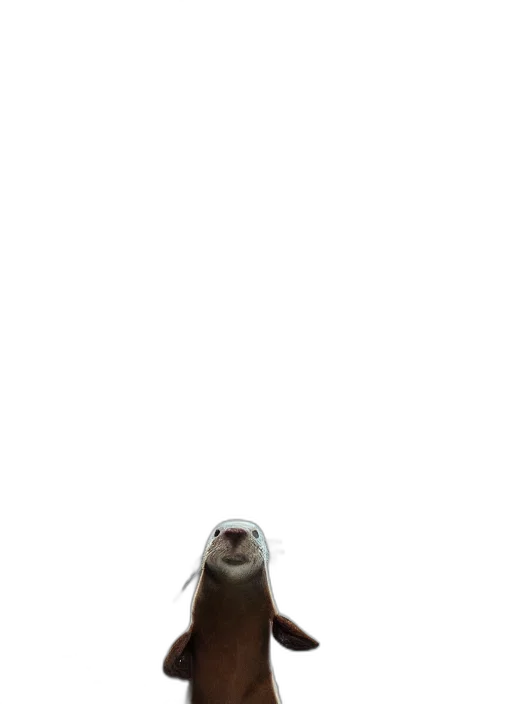 animal, creature, hair, face transparent PNG cut-out