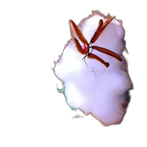crown, jewelry, animal, creature, 3d render, photorealistic, concept art, watercolor transparent PNG cut-out