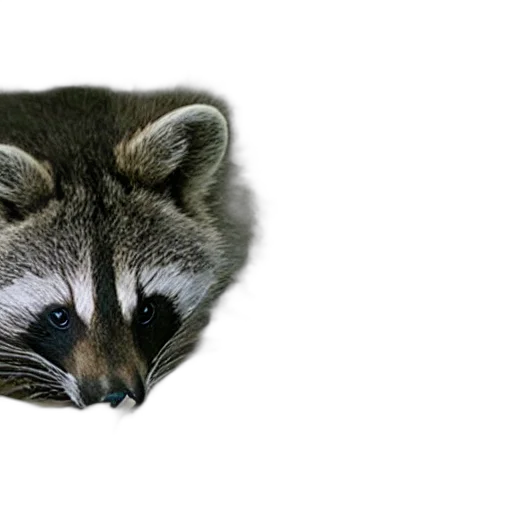animal, creature, mask, face transparent PNG cut-out