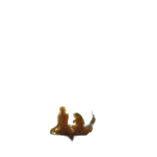 animal, creature, dragon, shoes transparent PNG cut-out