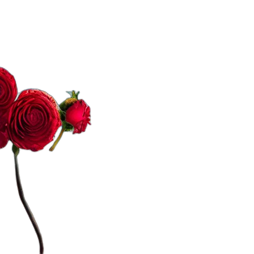 flower, crown, jewelry, hat, 3d render, photorealistic, red, portrait transparent PNG cut-out