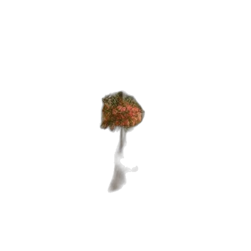 umbrella, flower, tree, hat transparent PNG cut-out