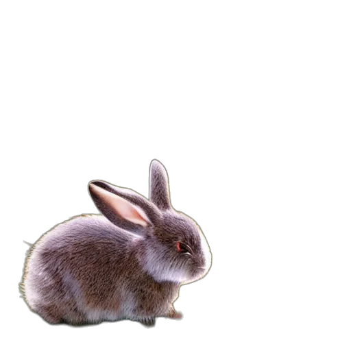 animal, creature, weapon, food transparent PNG cut-out