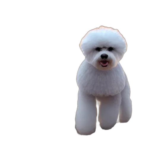 animal, creature, staff, face transparent PNG cut-out