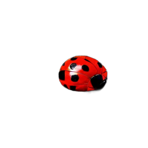 jewelry, animal, hat, car transparent PNG cut-out