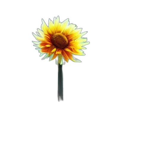 flower, staff, umbrella, weapon transparent PNG cut-out