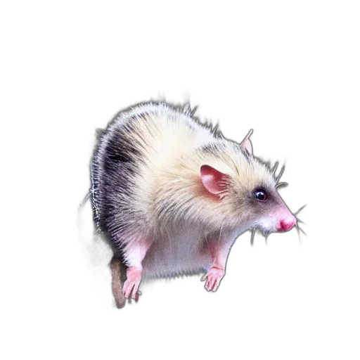 animal, creature, staff, hair transparent PNG cut-out