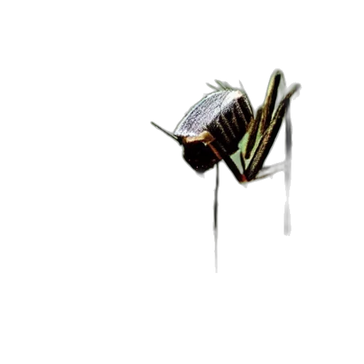 umbrella, creature, animal, hair, concept art, 3d render, pixel art, photorealistic transparent PNG cut-out
