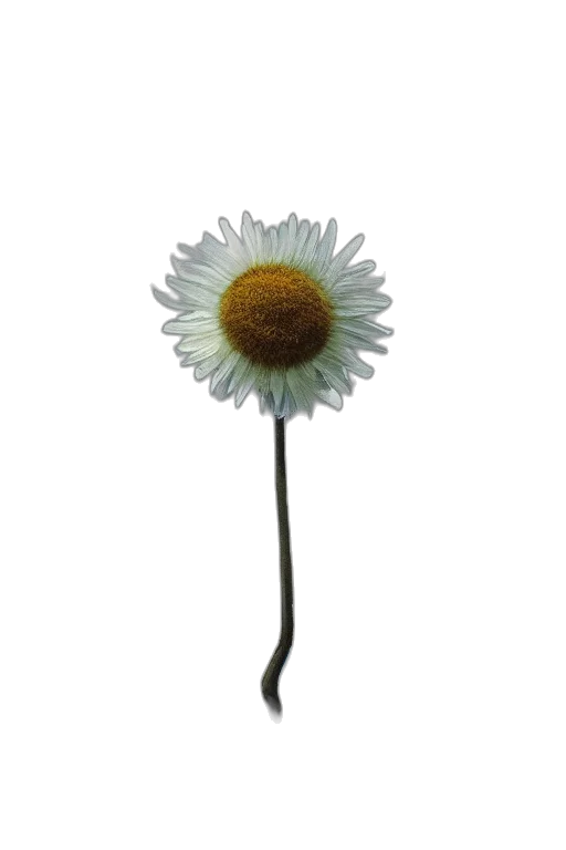 flower, staff, crown, jewelry, 3d render, photorealistic, concept art, oil painting transparent PNG cut-out