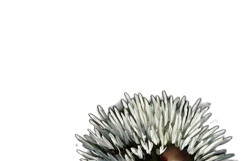 hair, flower, crown, staff, 3d render, photorealistic, concept art, fantasy art transparent PNG cut-out