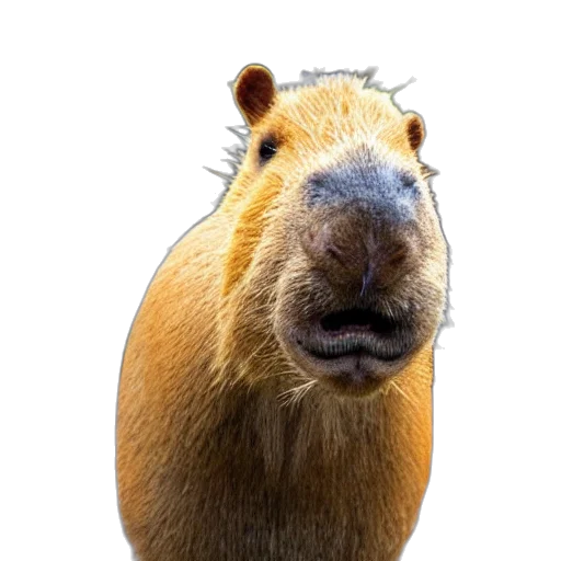animal, creature, face, staff, photorealistic, 3d render, concept art, capybara transparent PNG cut-out