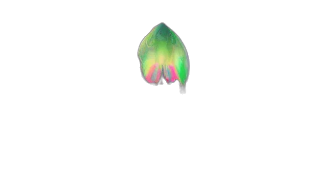 flower, hat, creature, hair transparent PNG cut-out