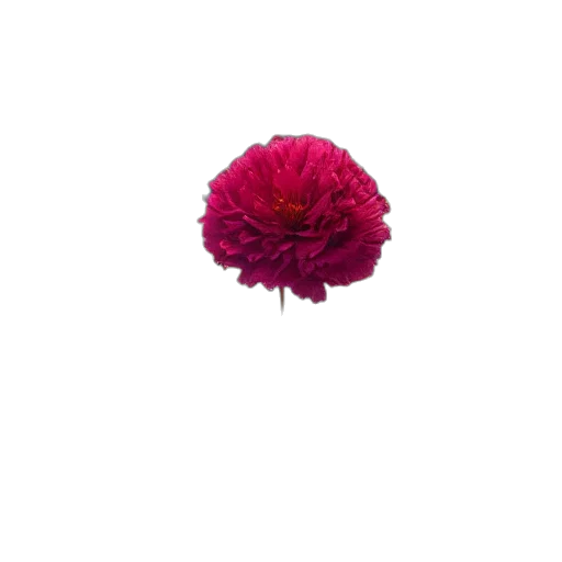 flower, crown, umbrella, jewelry, 3d render, photorealistic, pixel art, oil painting transparent PNG cut-out